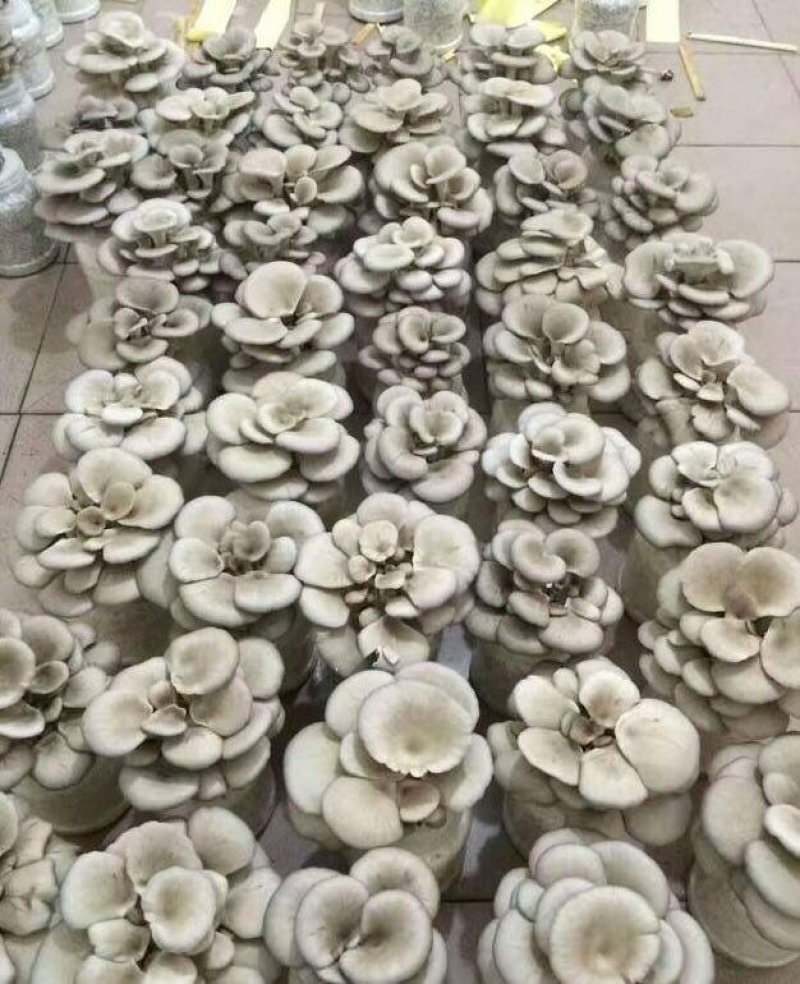 菌包，菌捧