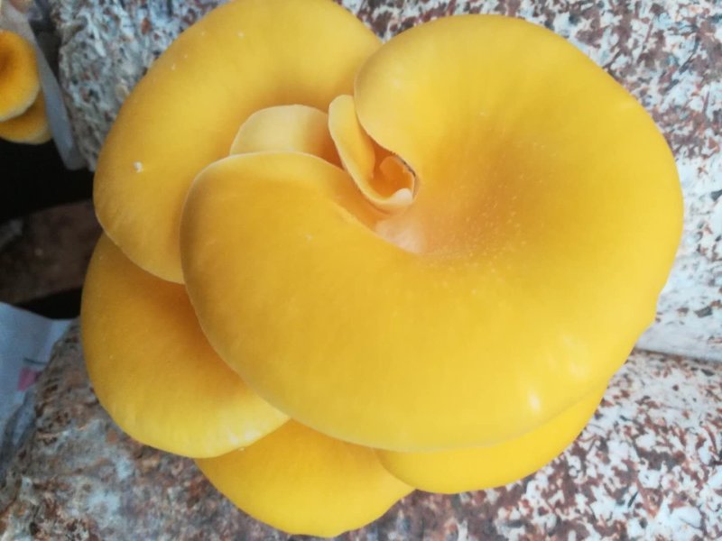 菌包，菌捧