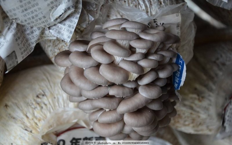 菌包出售，菌包重量3公斤左右，出菇率最少2公斤左右
