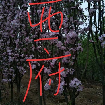 矮化苹果树苗0.8至1公分的