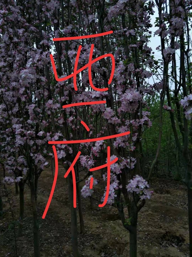 矮化苹果树苗0.8至1公分的