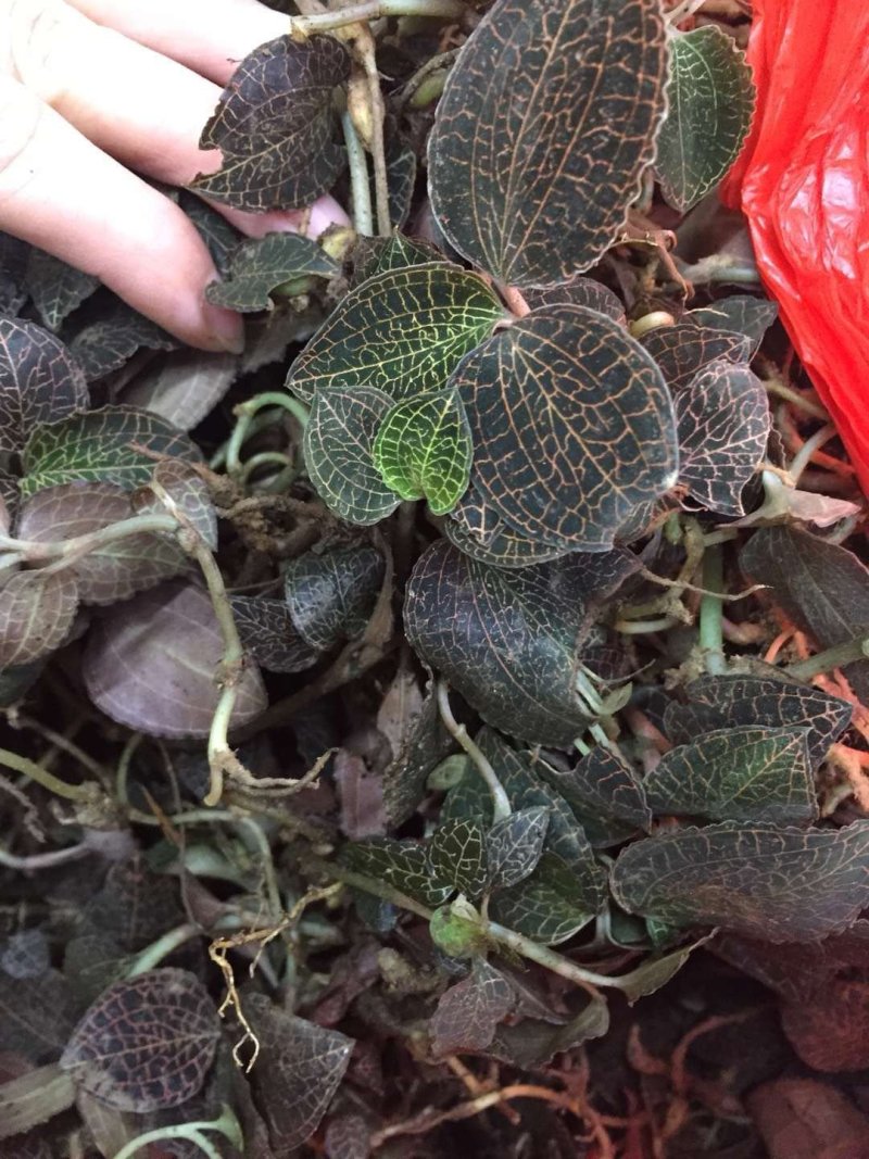 野生金线莲