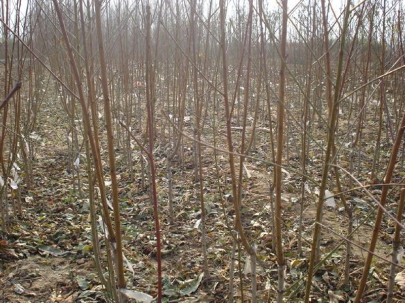 桃树苗春雪早熟品种包成活2年嫁接苗现挖现卖