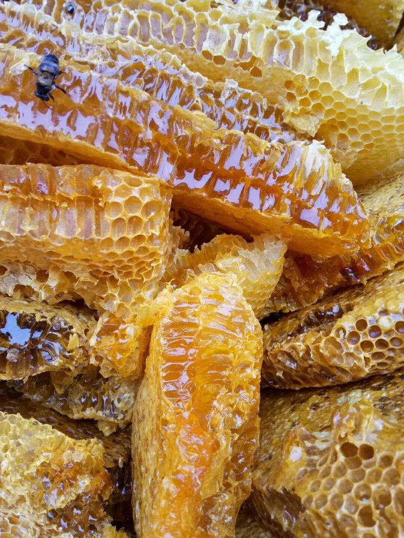 真正纯野生蜂蜜，蜂蜜中的精品。