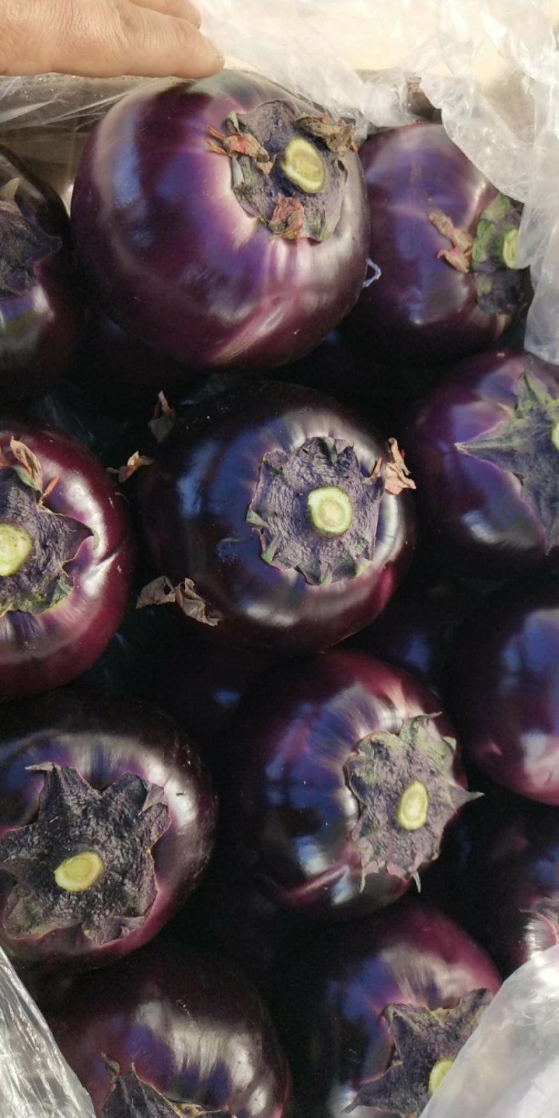 圆茄
