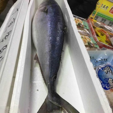 冰冻黄金大鲅鱼