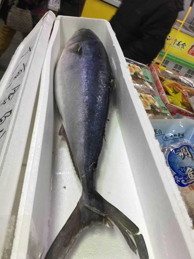 冰冻黄金大鲅鱼