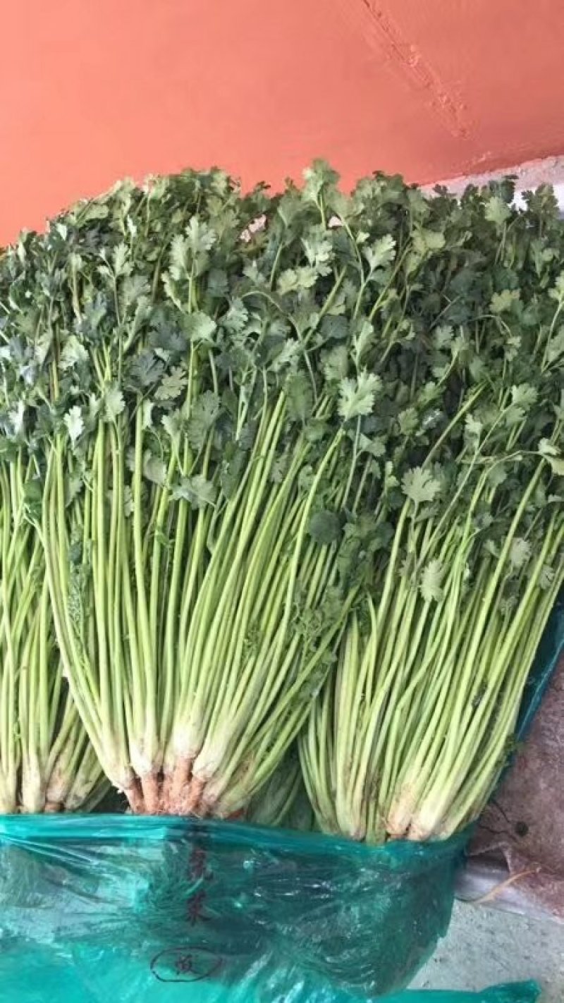香菜精品65公分左右