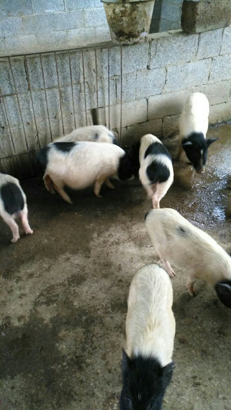 巴马香猪，山林放养