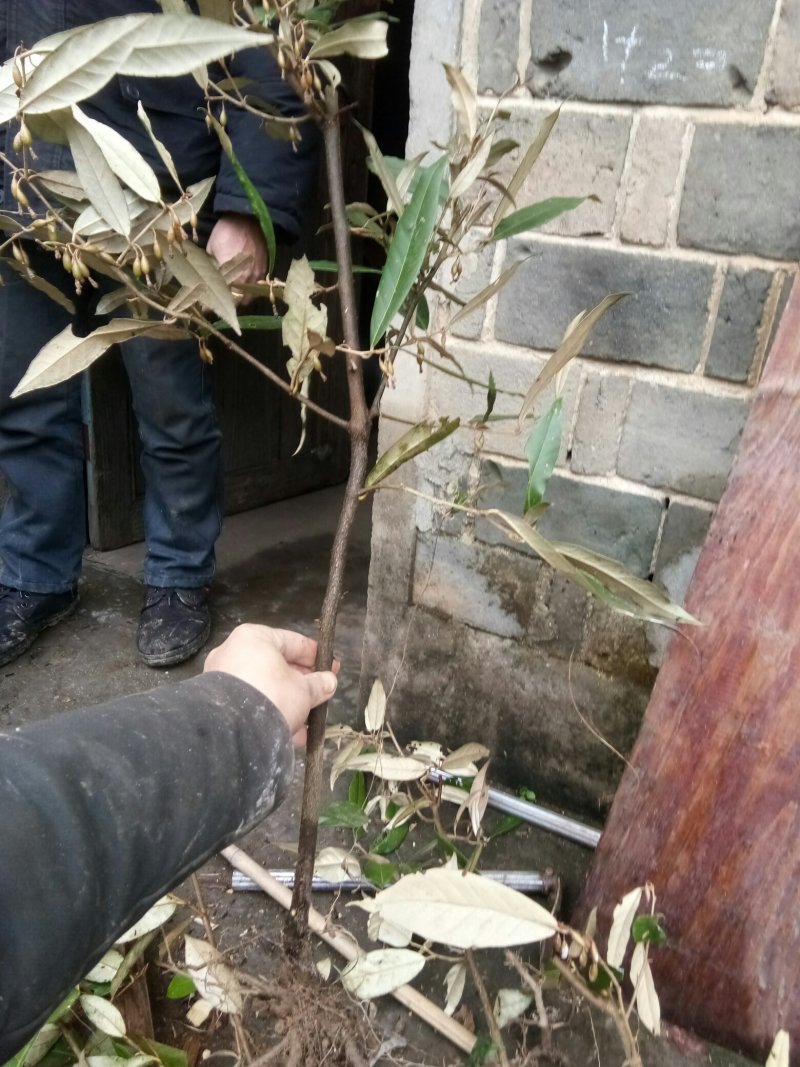 羊奶果苗