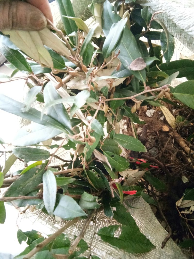 羊奶果苗