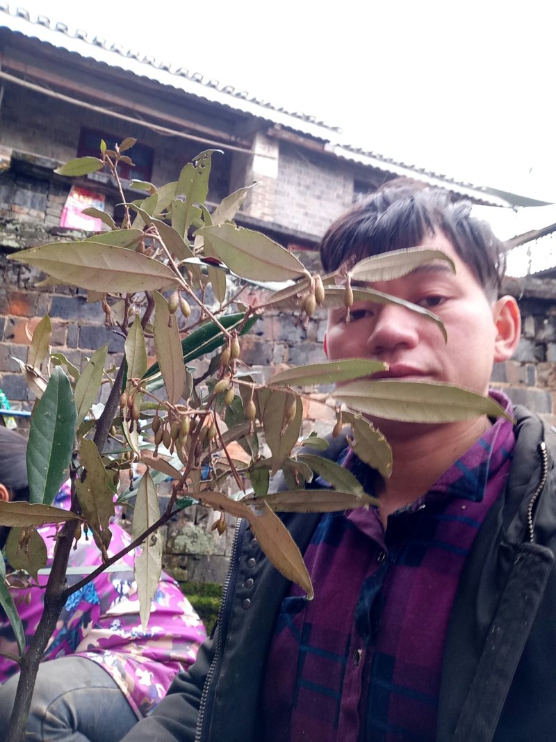 羊奶果苗
