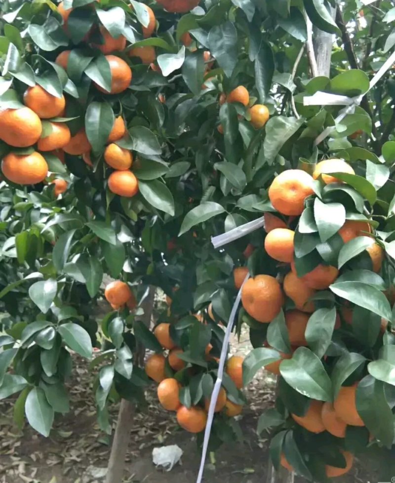沙糖桔