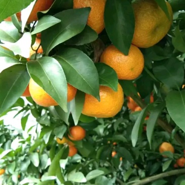 沙糖桔