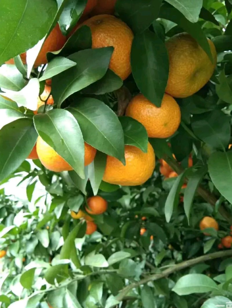 沙糖桔