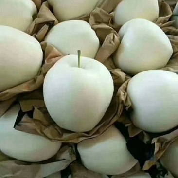 绥中优质黄元帅苹果产地对接货源充足大量供应