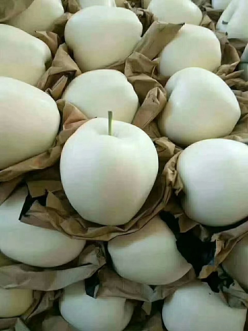 绥中优质黄元帅苹果产地对接货源充足大量供应