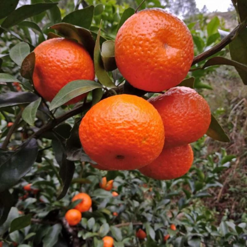 沙糖桔