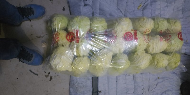精品娃娃菜质量保证价格美丽视频看货全网接单