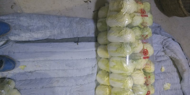 精品娃娃菜质量保证价格美丽视频看货全网接单