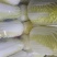 精品娃娃菜质量保证价格美丽视频看货全网接单