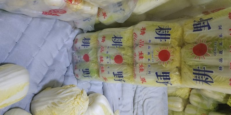 精品娃娃菜质量保证价格美丽视频看货全网接单