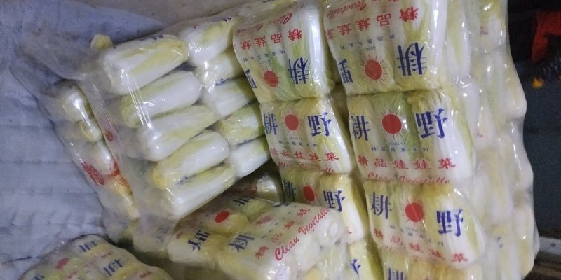 精品娃娃菜质量保证价格美丽视频看货全网接单