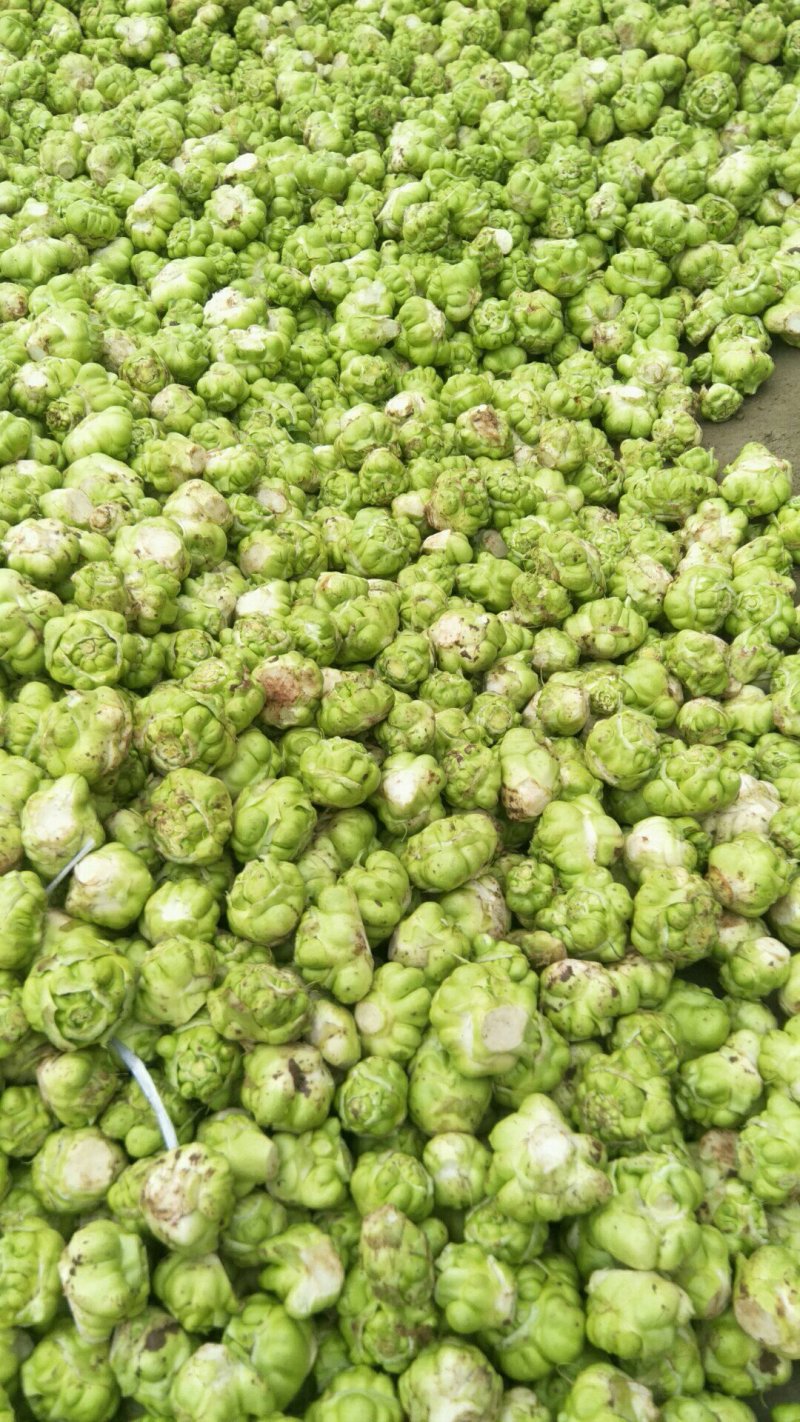 鲜榨菜，大头菜，量大从优