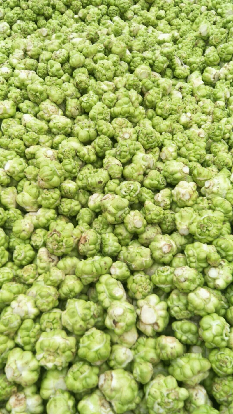 鲜榨菜，大头菜，量大从优