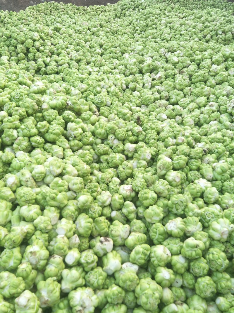 鲜榨菜，大头菜，量大从优