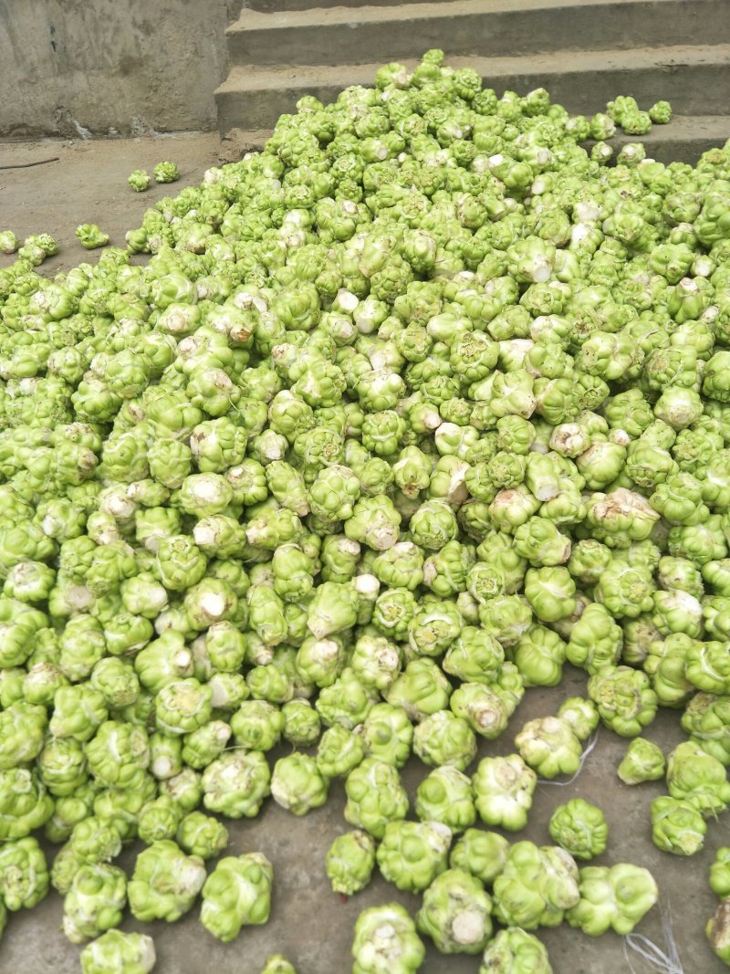 鲜榨菜，大头菜，量大从优