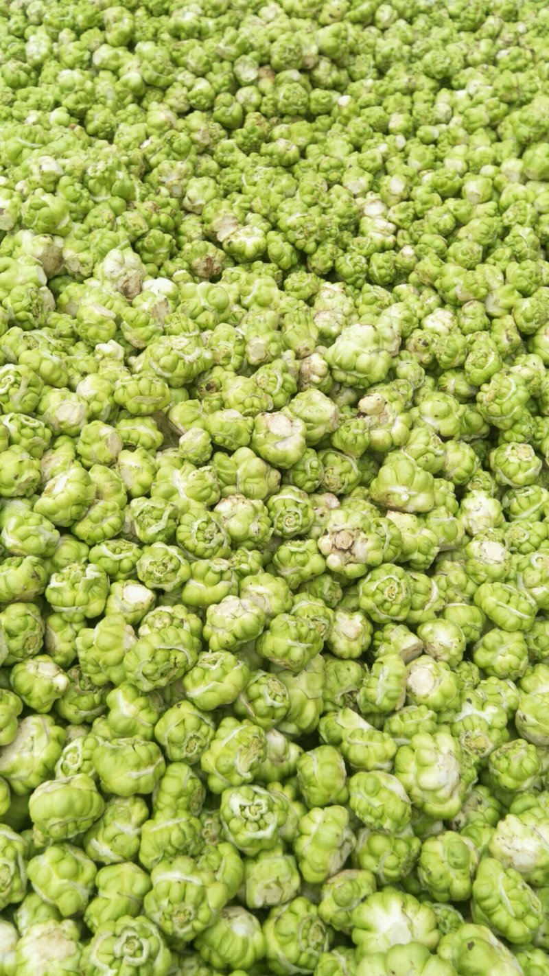 鲜榨菜，大头菜，量大从优