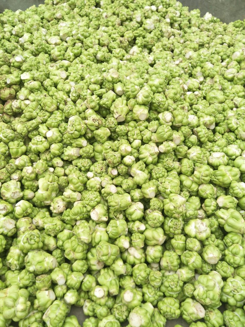 鲜榨菜，大头菜，量大从优