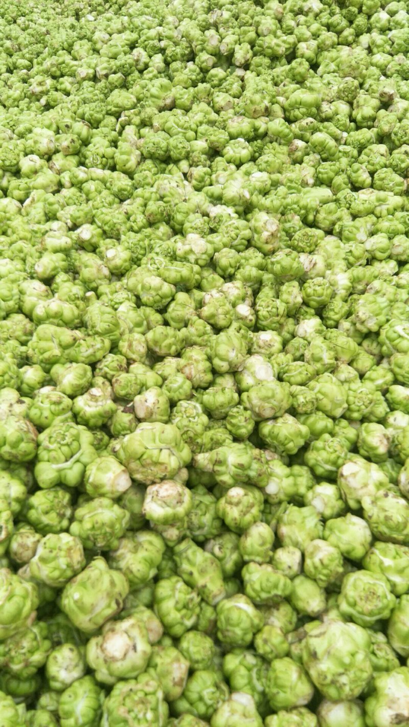鲜榨菜，大头菜，量大从优