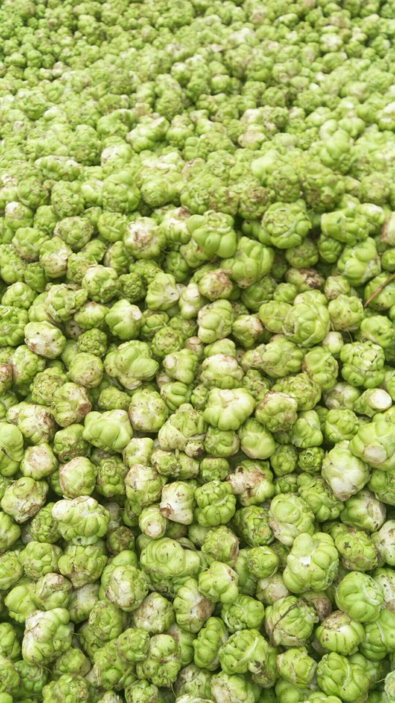 鲜榨菜，大头菜，量大从优