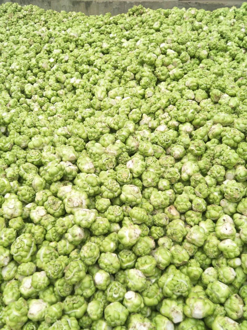鲜榨菜，大头菜，量大从优