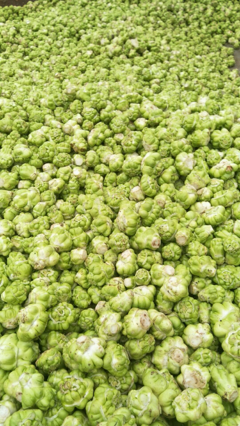 鲜榨菜，大头菜，量大从优
