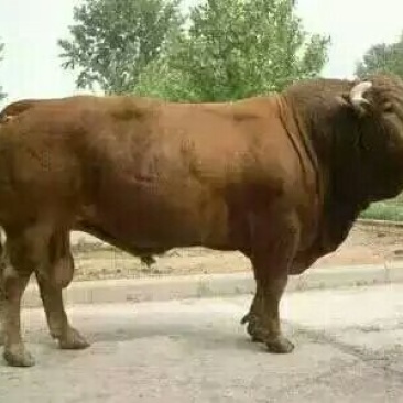 肉牛