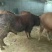 肉牛