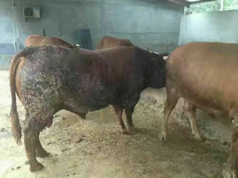 肉牛