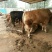 肉牛