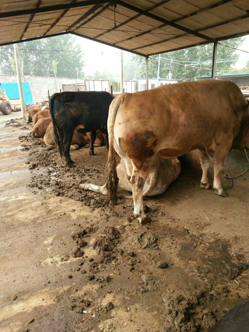 肉牛
