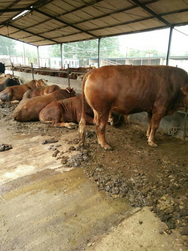 肉牛