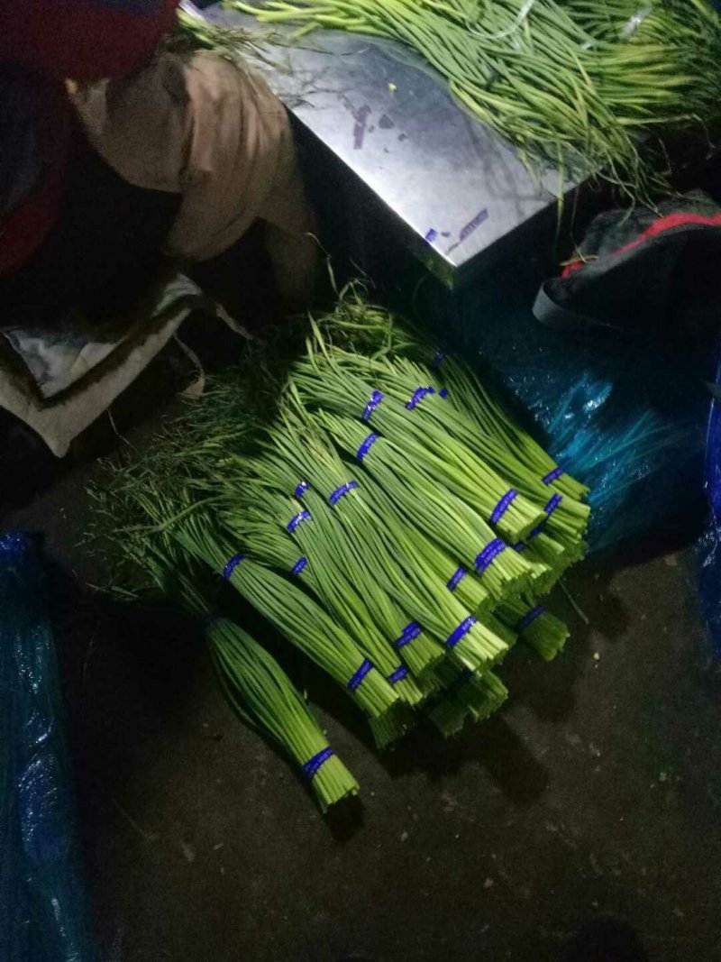 莒县白帽红帽蒜薹30以下，30-4040-50