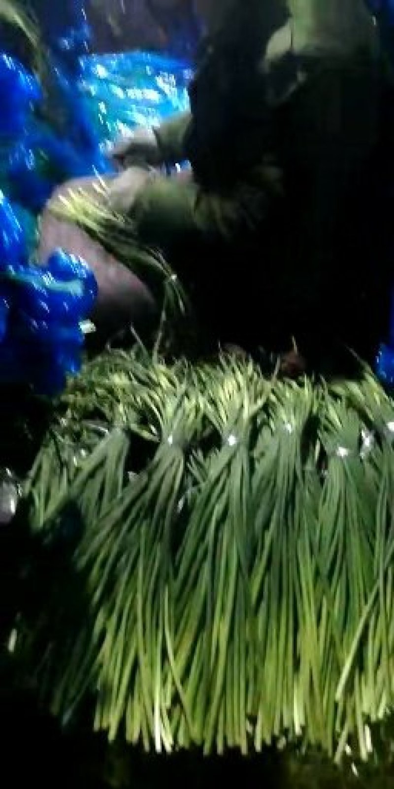 莒县白帽红帽蒜薹30以下，30-4040-50