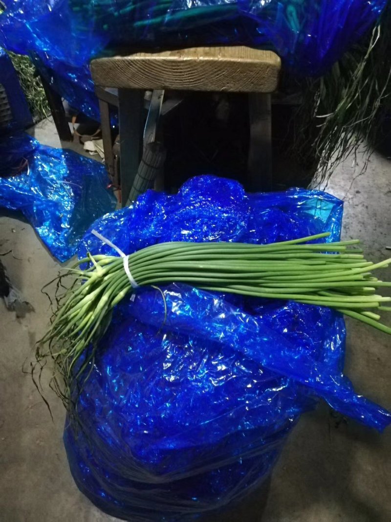 杂交蒜薹白苔大量供应货源充足，质量保证，全国发货