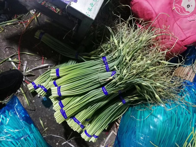 杂交蒜薹白苔大量供应货源充足，质量保证，全国发货