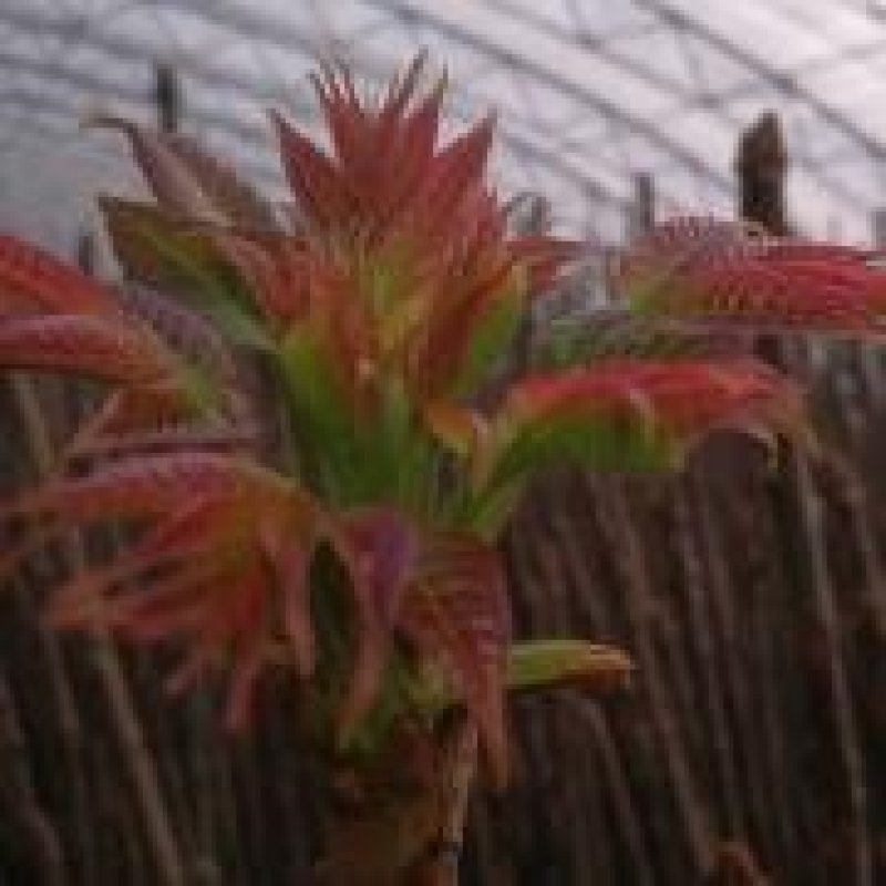 香椿芽
