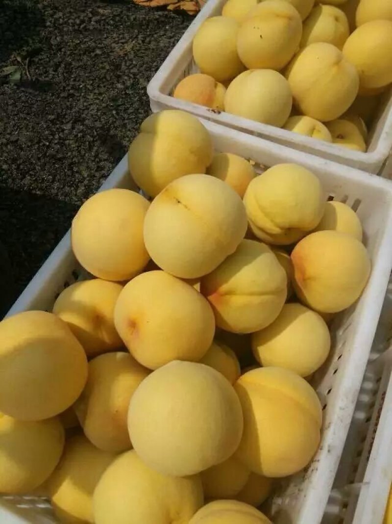 黄金蜜桃树苗80cm以上，黄桃苗黄金蜜一号，四号桃树苗