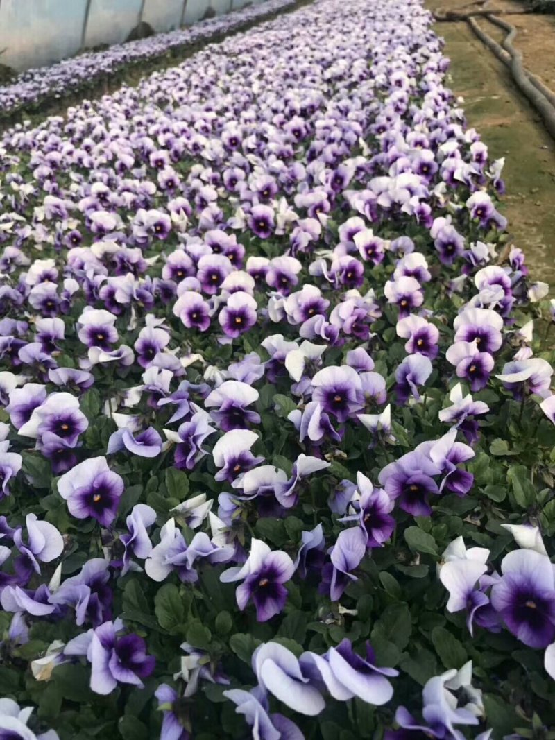 百亩基地供应大量角瑾、三色堇